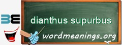 WordMeaning blackboard for dianthus supurbus